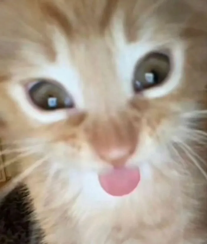 Close-up of a playful cat with funny expression, eyes wide and tongue out.