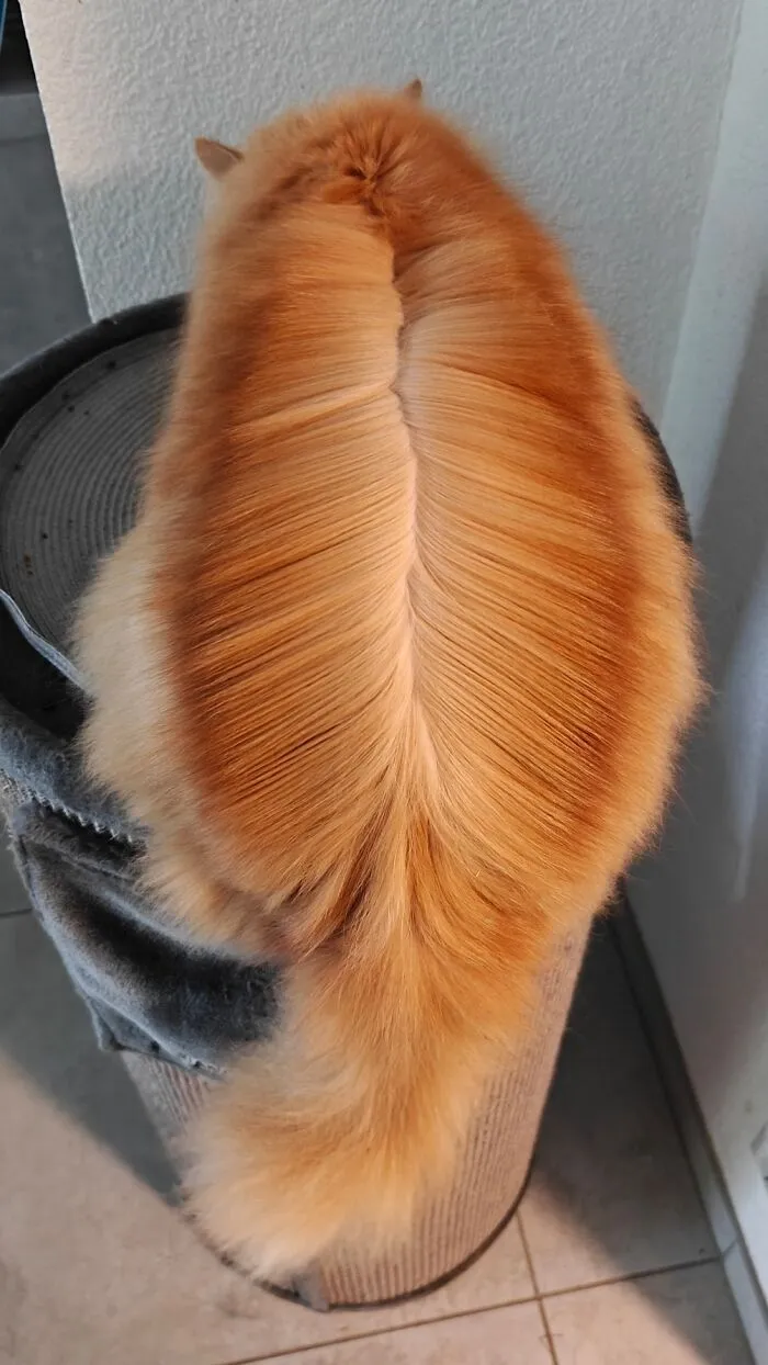 Gave My Boy Mike A Middle Part