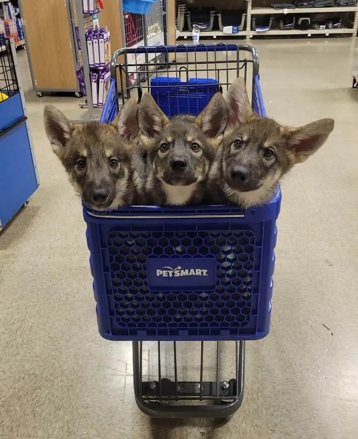 Cerberus At The Pet Store