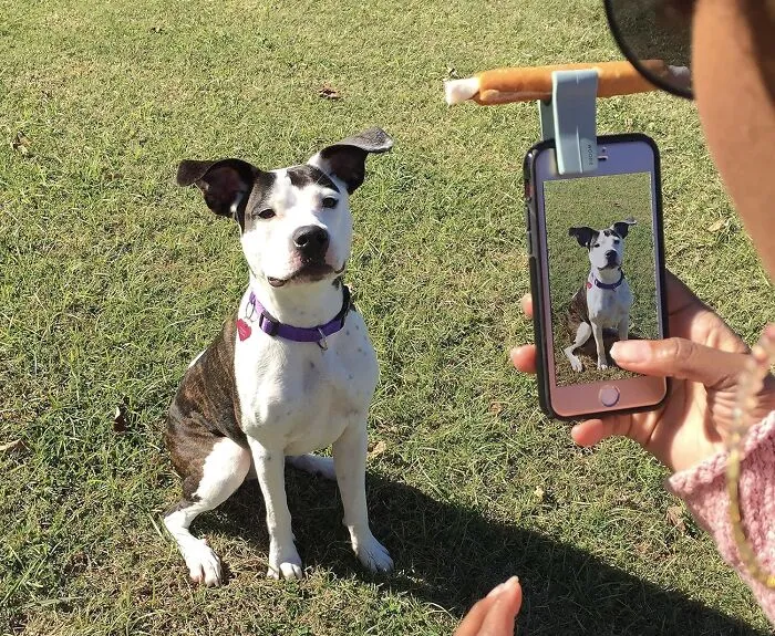 See Spot Sit Still And Smile With This <span Style="Font:inherit;color:#d74b1f;"> The Pet Selfie & Portrait Tool  </Span>