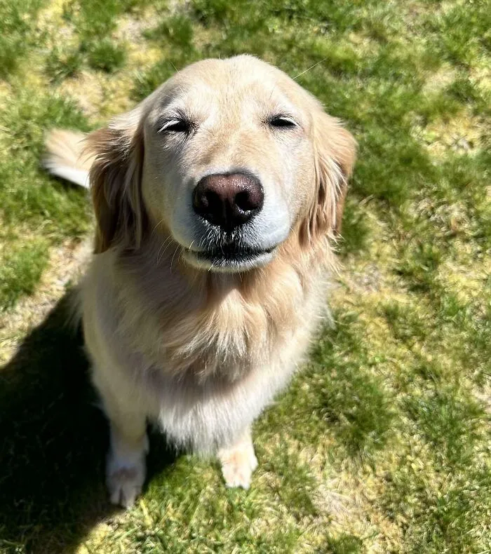 Enjoy This Sweet Girl's Content Face After Getting Her Coat Brushed