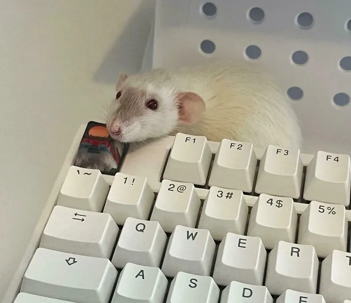 My Rat