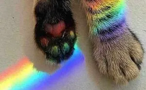 50 Amazing “Rainbow Everything” Pics Right In Time To Celebrate Pride Month