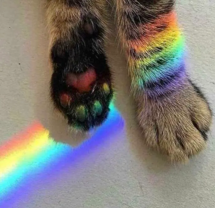 Rainbow Toe Beans!