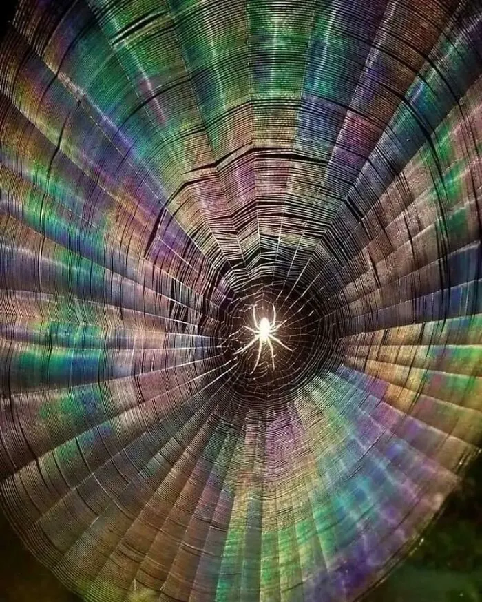 Camera Flash On A Spider Web Humidity Plus Flash Cause Rainbow Effect On Spider Web