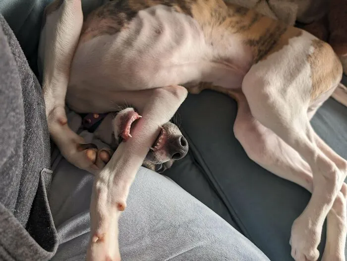Does Anyone Know How To Reboot Him?