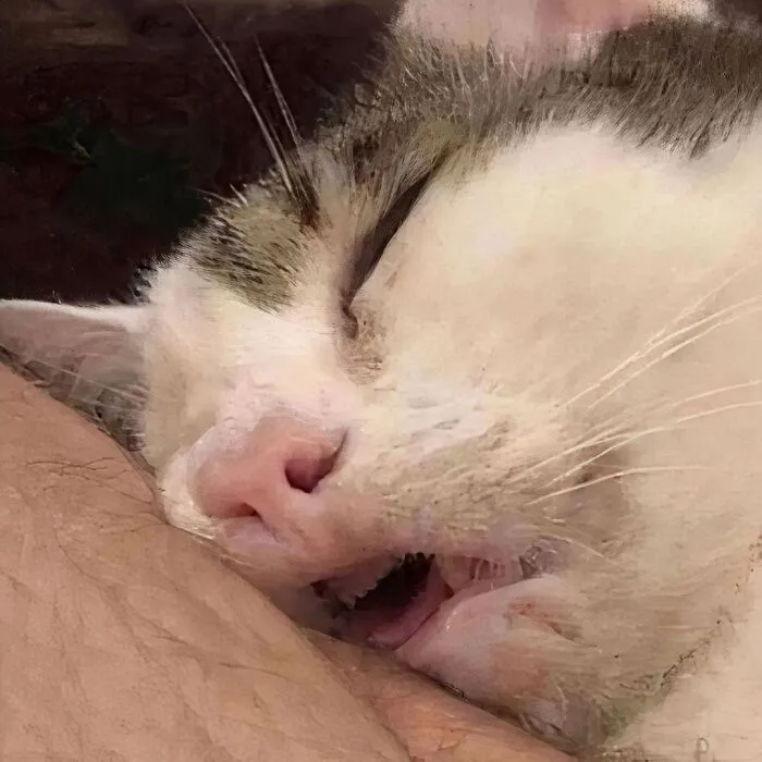 50 Magical Photos That Prove Cats Are Truly A Blessing, As Shared On This Instagram Page