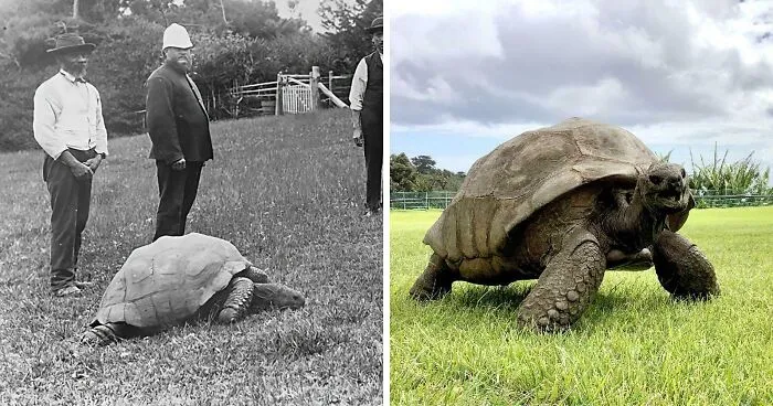 La tortuga Jonathan en la década de 1900 y en la actualidad. Tiene 191 años