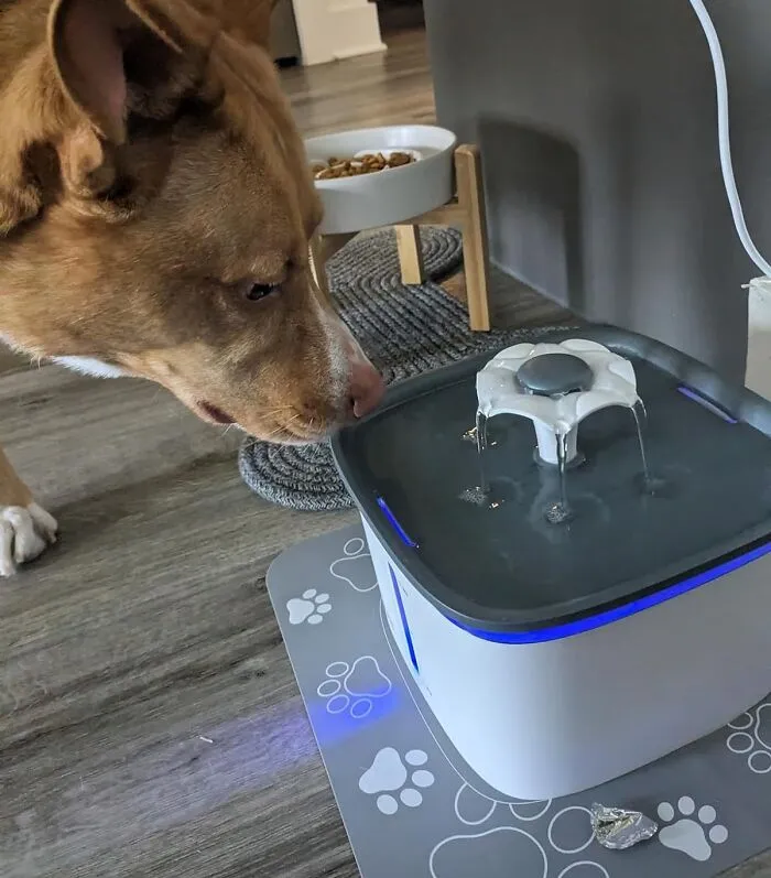 A <span Style="Font: Inherit; Color: #d74b1f;"> Pet Water Fountain</Span> Is The Whisker-Licking Good Way To Encourage Your Pet To Drink More Water