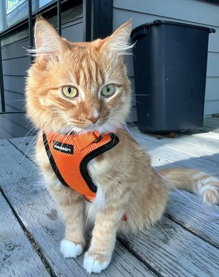 Tired Of Cooped-Up Kitties?  <span Style="Font: Inherit; Color: #d74b1f;"> Cat Harness And Leash</Span> Is Your Ticket To A World Of Feline Exploration