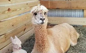 50 Positive And Uplifting Pics From The “Wholesome Meets The Internet” Page