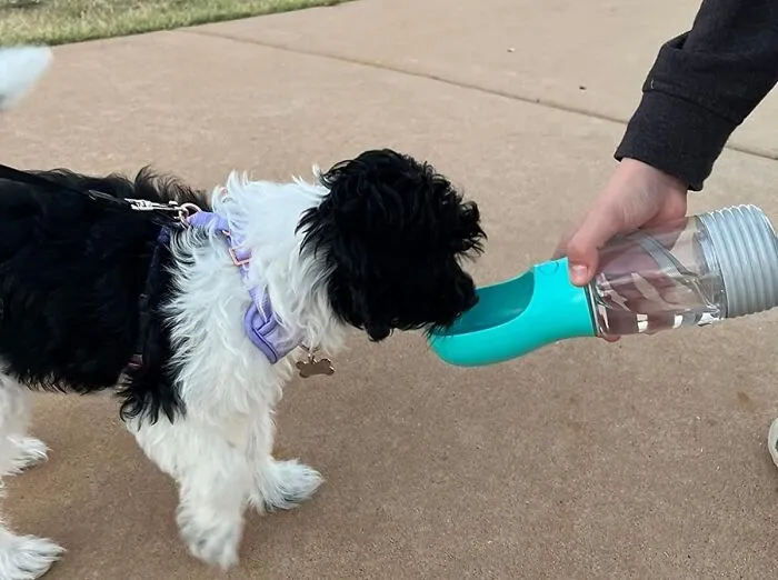 Hike, Bike, Or Stroll: This <span Style="Font: Inherit; Color: #d74b1f;"> Water Dispenser For Dogs</Span> Is The Ultimate Adventure Companion
