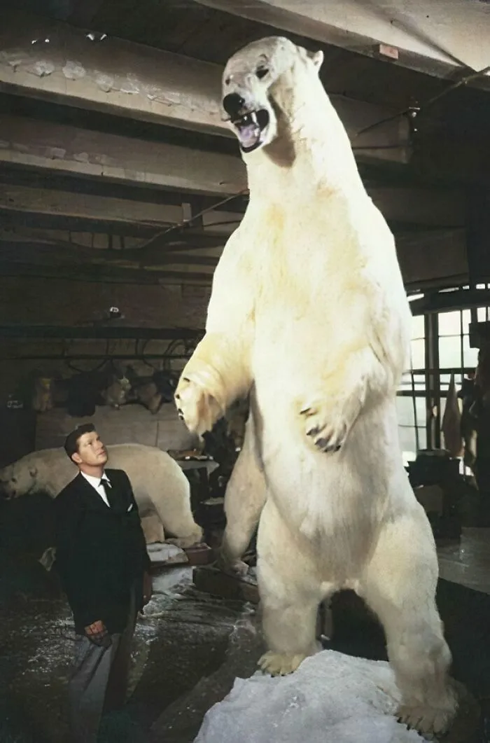 El oso polar más grande, cazado en 1961