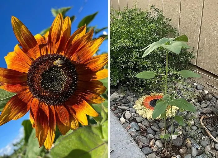 This <span Style="Font: Inherit; Color: #d74b1f;"> Sunflower Seed Mix</Span> Would Even Make Van Gogh Happy