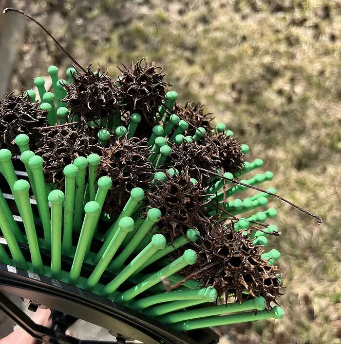 <span Style="Font: Inherit; Color: #d74b1f;"> Stab-A-Nut</Span>:  The Ingenious Tool That Turns A Prickly Problem Into A Painless Process