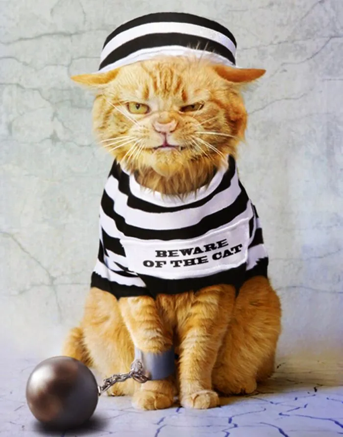 Designers Were Challenged To Dress-Up Animals In Human Clothing, Here Is How It Went (30 Pics)