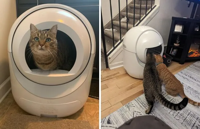 <span Style="Font: Inherit; Color: #d74b1f;"> Self-Cleaning Cat Litter Box</Span>: The Future Of Feline Hygiene Has Arrived (And It's Scoop-Free!)