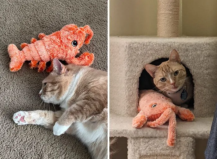 Boredom? Not In This House! Get The <a Style="Display:inline;" Href="Https://Www.amazon.com/Flopping-Lobster-Indoor-Cats-Small/Dp/B08x4l1hk3?content-ID=amzn1.sym.805ca70d-E057-4820-B9b3-729eee71f8a9%3aamzn1.sym.805ca70d-E057-4820-B9b3-729eee71f8a9&crid=33ng4qhb7z2z0&cv_ct_cx=weird+pet+products&dib=eyj2ijoimsj9.neemo6b4auzdtdp7ecctea.ujjgymfe3tpwef_zmlkfspjmcgakkhdu-Yed6lh5t48&dib_tag=se&keywords=weird+pet+products&pd_rd_i=b08x4l1hk3&pd_rd_r=3c22be9b-Da20-4b19-97c5-9f2091b3a255&pd_rd_w=qqbio&pd_rd_wg=rvyae&pf_rd_p=805ca70d-E057-4820-B9b3-729eee71f8a9&pf_rd_r=pkg3w3t53kac1saxhh6h&qid=1718703302&sbo=rzvfv%2f%2fhxdf%2bo5021pansa%3d%3d&sprefix=weird+pet+%2caps%2c648&sr=1-49-48f7baba-8e26-45f3-8811-E1a601ad20bf&linkcode=ll1&tag=bppanther-20&linkid=99e4b98e6b67890af08fa0420f35b853&language=en_us&ref_=as_li_ss_tl" Target="_blank"><span Style="Font: Inherit; Color: #d74b1f;"> Flopping Lobster</Span> And Watch The Fun Unfold!