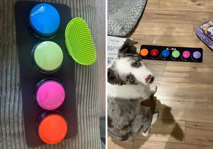 No More Guessing Games! Let Your Dog Tell You What They Need With <a Style="Display:inline;" Href="Https://Www.amazon.com/Ura-Dog-Buttons-Communication-Mat/Dp/B0cq6hd6kw?crid=7wcialfdmv9d&dib=eyj2ijoimsj9.g2wg9arqw80hgoafvnqzdzwmdxraltbbn1fstgwjiapr17k4x3n3-Xr1k426iproz1-Q5li4zmwc3htmodoviijhcx8e5haip7yah8p98j9iszcdpxqy957jovarswlg2kksvolnasecvpn7l8m1przdvyfyirgpaqnte1gemnurkvccl5m3s6v84q4gxiczidi2cdlvt2fjcxgrkg_b3xamvupp0gbjcqg8yab_y-B59sja08cs27_jiywy4ui4qmdjcbobgagc2s7phm76eoczmg260foos08bcmp5g5g.3xqzqm-Vx7w7agwjbgaibq4zwc0w0hv_ntdoklhutaa&dib_tag=se&keywords=buttons%2bfor%2bdogs%2bto%2bcommunicate&qid=1718708766&sprefix=buttons%2bfor%2bdogs%2b%2caps%2c1586&sr=8-1-Spons&sp_csd=d2lkz2v0tmftzt1zcf9hdgy&th=1&linkcode=ll1&tag=bppanther-20&linkid=ed318f8981f33e04590d0dd58993611b&language=en_us&ref_=as_li_ss_tl" Target="_blank"><span Style="Font: Inherit; Color: #d74b1f;"> Dog Buttons</Span>