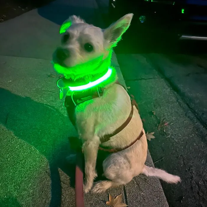 <a Style="Display:inline;" Href="Https://Www.amazon.com/Collar-Rechargeable-Necklace-Safety-Beloved/Dp/B07g994pss?pd_rd_w=o83g1&content-ID=amzn1.sym.568f3b6b-5aad-4bfd-98ee-D827f03151e4&pf_rd_p=568f3b6b-5aad-4bfd-98ee-D827f03151e4&pf_rd_r=wp38p09k46h5d2cbhz71&pd_rd_wg=agnht&pd_rd_r=116c3825-2ce7-40f7-9a31-E377a155b0f2&pd_rd_i=b07g994pss&th=1&linkcode=ll1&tag=bppanther-20&linkid=f01abb14e8b84dcce4f5afe477fb2f2d&language=en_us&ref_=as_li_ss_tl" Target="_blank"><span Style="Font: Inherit; Color: #d74b1f;"> LED Dog Collar</Span>: Light Up Your Pup's Nighttime Adventures!