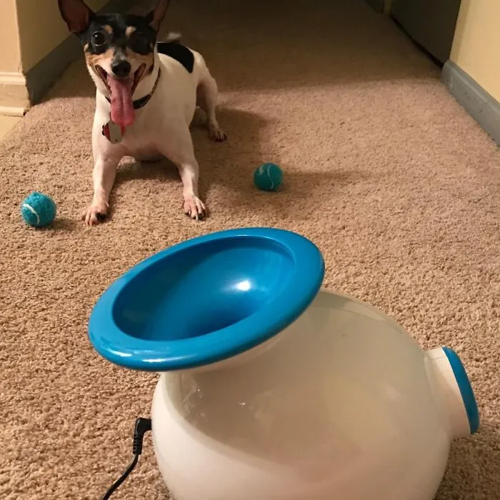 Fetch-Aholic? The <a Style="Display:inline;" Href="Https://Www.amazon.com/Ifetch-Interactive-Thrower-Launches-Tennis/Dp/B00pg3lwdk?crid=39tbtkef3dakd&dib=eyj2ijoimsj9.l2ukmptdmwasdwxoxepiuzlgamttj6ho3ov7t3sngpz89pqinvizzjlcrzqj0pllmqk6r4n83f9ksbou06h_rnpobtaw94dqby9dzsq1vockfw-Rm6ewpcupj_gojztzegof_oocref-1xudmzip43znp4ojomqf6y6pyj-K7ahiwyle-3G8hn5f8sfct_micjjkeylodvqiadcojr6ytvtsft5wa8l0kpnmportgavscsbjv76fusram_r5-Lobrhp7t7hj03jp4yg79bq4nyxfipzuxizcv_83jwnhs40.he3i0nncjm_t6ojfplbffguvdazpsgdqr4tqnnubjlw&dib_tag=se&keywords=tech%2bgadgets%2bfor%2bpets&qid=1718702448&sprefix=tech%2bgadgets%2bfor%2bpet%2caps%2c718&sr=8-56&th=1&linkcode=ll1&tag=bppanther-20&linkid=246a6f0fd99b07d88efdf5aa01bb1eda&language=en_us&ref_=as_li_ss_tl" Target="_blank"><span Style="Font: Inherit; Color: #d74b1f;"> Ifetch Automatic Dog Ball Launcher</Span> Is Your Dog's New BFF