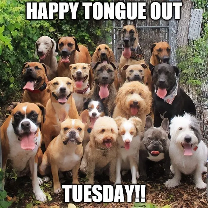 “Happy Tongue Out Tuesday!”