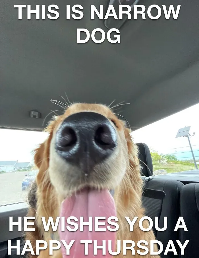 Dog wishing you a happy Thursday with a playful tongue out, perfect for Thursday memes excitement.