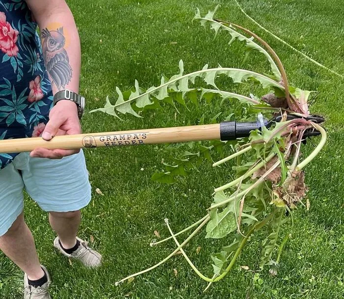 <span Style="Font: Inherit; Color: #d74b1f;"> Grampa's Weeder</Span>: The Tried-And-True Garden Tool That's Been Uprooting Weeds Since 1913