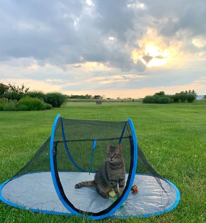 <span Style="Font: Inherit; Color: #d74b1f;"> Outside Pet Enclosure</Span> Offers The Perfect Balance Of Freedom And Security, Allowing Your Pet To Explore And Play While Staying Safe From Predators And Traffic
