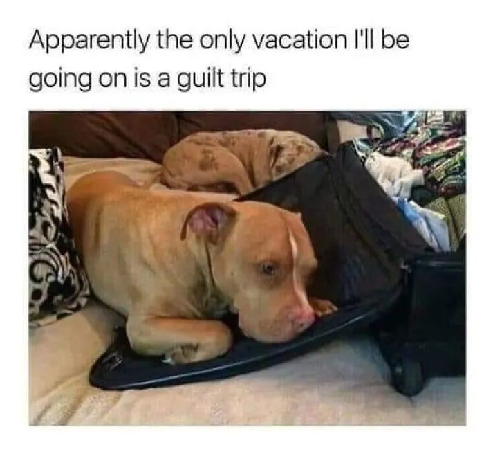 50 Soul-Healing Dog Memes That Are Cute And Funny At The Same Time