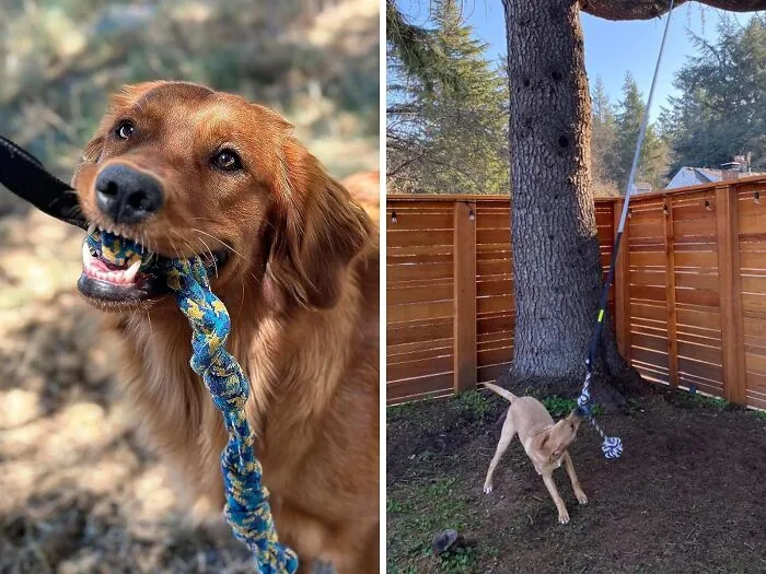 <span Style="Font: Inherit; Color: #d74b1f;"> Outdoor Bungee Tug Toy</Span>: The Durable, Interactive Toy That Takes Fetch To A Whole New Level