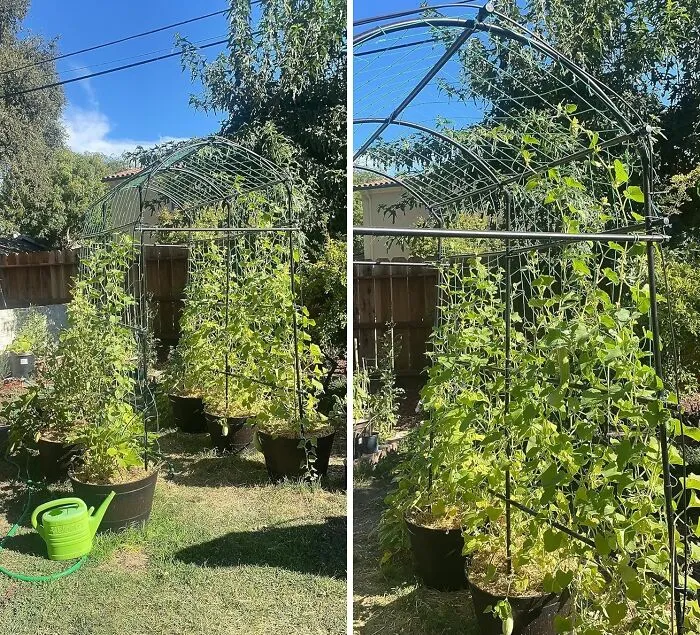Give Your Climbing Plants The Support They Need To Reach New Heights With A <span Style="Font: Inherit; Color: #d74b1f;"> Tall Metal Trellis</Span>