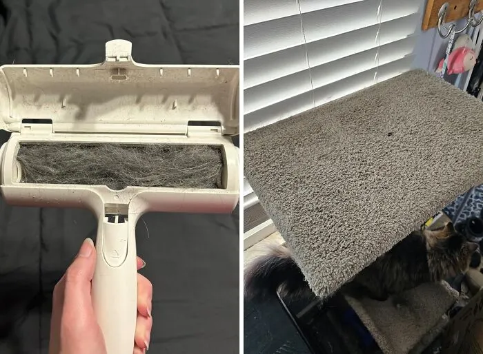  Tired Of Fur-Covered Couches And Clothes? The <a Style="Display:inline;" Href="Https://Www.amazon.com/Pet-Dog-Cat-Hair-Remover-Couch/Dp/B00bagtnaq?ie=utf8&linkcode=ll1&tag=bpfox-20&linkid=2f550d1d402c91f8cff2322d865a58fc&language=en_us&ref_=as_li_ss_tl" Target="_blank"><span Style="Font: Inherit; Color: #d74b1f;"> Chom Chom Roller</Span> Effortlessly Removes Pet Hair With A Simple Roll