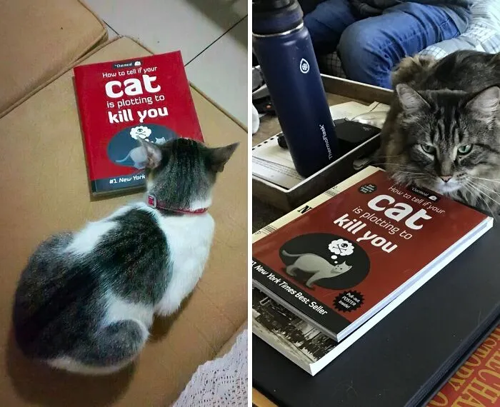 <a style="display:inline;" href="https://www.amazon.com/Tell-Your-Plotting-Kill-Oatmeal/dp/1449410243?dib=eyJ2IjoiMSJ9.OsgNABur9aY-kM4JR2CKZnvWT-0VZ5U3fpI94RBFLqFtncaJuHM5sGHu8vwSRqrQy1g2iEnAWP5ZHwpzU4FKz0u80XEPPJYZUUWEPWMIBFJBULEaZwQVGjt7TdysduNDl8Nr-4qcWCAd5Y4JNJPweJ0HT7u4gYguh7PJ9DV6OWh6AVNCyiNyJFJWVYUyNJE9x2xLsJDCDB14YYubsQOaQ1_RYD7O_CdeMJ0rxyujLiHzFTfZLH5_8Z7UvuQdNNy3cWoxH-G46eWP-TDEBZ-BwSBNYCeGYVEJOM62PANYKVY.rnCc59uEXYT2EHHatmsa_2exuWpo58XQz9iXvggBXfY&dib_tag=se&keywords=Weird+Books&qid=1719297219&sr=8-26&linkCode=ll1&tag=bphedgehog-20&linkId=c75f0eb19eb9a57b2a5b896d23337b55&language=en_US&ref_=as_li_ss_tl " target="_blank"> Thinking Of Adopting A Cat? Read "<span Style="Font: Inherit; Color: #d74b1f;"> How To Tell If Your Cat Is Plotting To Kill You</Span>" First (Just In Case)