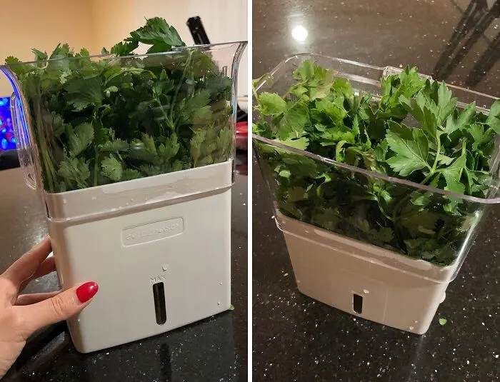 No More Wilted Herbs! This   <a Style="Display:inline;" Href="Https://Www.amazon.com/Mason-Fresh-Keeper-Container-Clear/Dp/B019z2ijx8?content-Id=amzn1.sym.3e23f907-B859-4094-8b45-Cf96f8c9286b%3aamzn1.sym.3e23f907-B859-4094-8b45-Cf96f8c9286b&dib=eyj2ijoimsj9.am8eths5_cy0_fhgpfqixoixjzhtlsmjzjnn9hwoznkdcnp2no5mjhvw1jtcegtfkkncpzkvku33t74-Tssrkyirufhwph1kqmiguegl55ozybqo5mzucg6vg4xp09_4rdwf8htthxlf2tdbtjcnunw3oopgsv51me99hadtgnqep_g2zedv59vqqbcpzw-E72l7izsuly6amopeulkmuynvhn2c1qjpli5o8bpwvxhv-E2t7wtttd9la-Hvughqqbyy0f7xjhbkniddjvoglqk94xzs9gw1pwtayz01cho.yrgmikj-3uf1pp6irfc_qlptyrn6mnsr5n8gmpadccm&dib_tag=se&keywords=kitchen%2bgadgets%2bunique&pd_rd_r=346d3e8a-B349-4cd6-Af94-2a852e68863f&pd_rd_w=u7qma&pd_rd_wg=yen0t&pf_rd_p=3e23f907-B859-4094-8b45-Cf96f8c9286b&pf_rd_r=nzb9mr5y09yvybkw923x&qid=1719236933&sr=8-2-Spons&sp_csd=d2lkz2v0tmftzt1zcf9hdgy&th=1&linkcode=ll1&tag=bpelephant-20&linkid=308fc98aaf9faf967d0a30d09361c710&language=en_us&ref_=as_li_ss_tl" Target="_blank"><span Style="Font: Inherit; Color: #d74b1f;"> Fresh Herb Keeper</Span> Is A Plant Spa For Your Kitchen