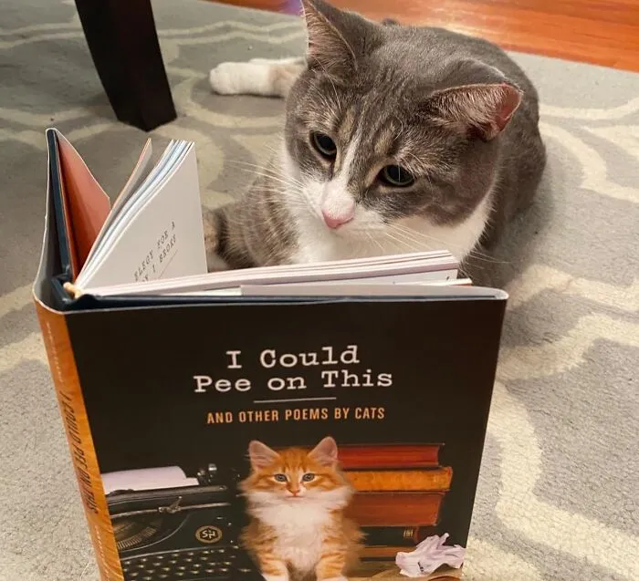 Move Over, Rumi. There's A New Poet In Town, And They're A Little Furrier. Discover The Literary Genius Of "<span Style="Font: Inherit; Color: #d74b1f;"> I Could Pee On This: And Other Poems By Cats</Span>"