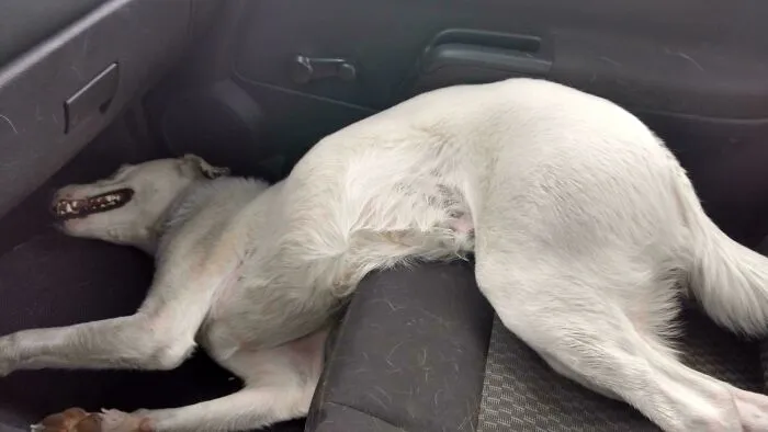 I Adopted My Dog 7 Years Ago. This Is How He Slept On The Way Home
