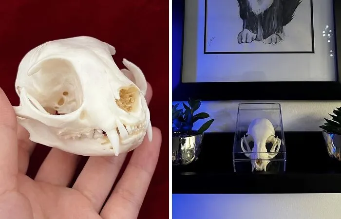   <a Style="Display:inline;" Href="Https://Www.amazon.com/Clloeat-Taxidermy-Specimem-Alligator-Education/Dp/B0b62vf2kb?dib=eyj2ijoimsj9.zs3eqo2f-F2yxe8dgnz-Sc4hpkg7feotvqkbe8zpxuxdck87ex0bvpwsvyovcdtv4x50pw5buvm1-NY_mi-Uernkpmc3sgcoahm4_xtb5mifvqozl8-T4sne1swb9pg6ypayebwkfb4z8gm4viynvu5sfs0am7njij_xieglk6wrt5yebpny_ancxj3bw00k7m1rm-4u1u_mohi7hlhpv3gb0aoq36kzw-Teuht6qlu.nenzaactovaitm9mxpl4gza0gbc4fbu3_ugswov6gfc&dib_tag=se&keywords=real%2bskull&qid=1719483594&sr=8-3&th=1&linkcode=ll1&tag=bpcrocodile-20&linkid=0a0a843b915c88597e0dbe9e829648be&language=en_us&ref_=as_li_ss_tl"_blank"><span Style="Font: Inherit; Color: #d74b1f;"> Real Cat Skull</Span>: A Unique And Fascinating Addition To Your Collection