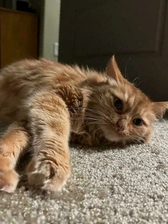 Adopted 11-Year-Old Whiskers This Past Weekend