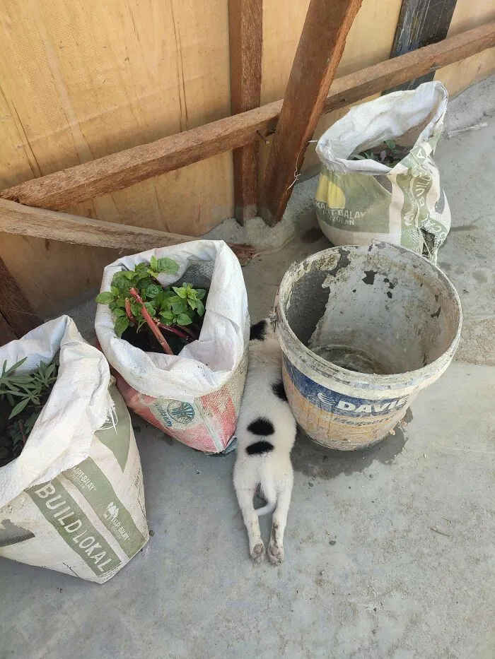 Found Our Adopted Site Puppy Sleeping Between The Plants