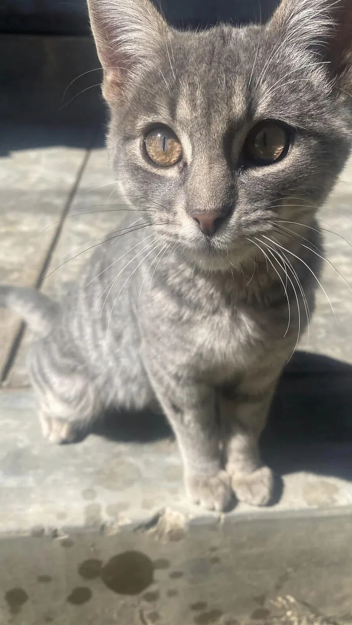 His Name Is Rael, I Adopted Him, It Makes Me Very Happy (I Recommend Adopting And Not Buying Hehe)