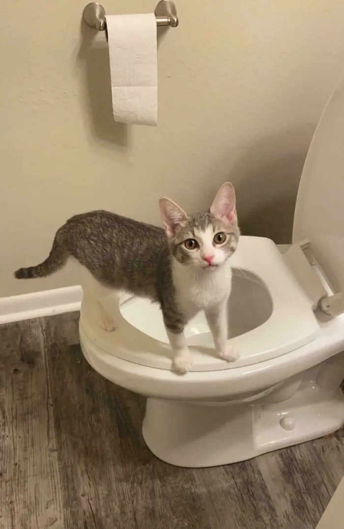 Just Adopted This Kitten.. She’s Such A Cutie