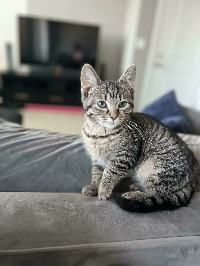 My Wife And I Adopted This Little Dude Last Weekend
