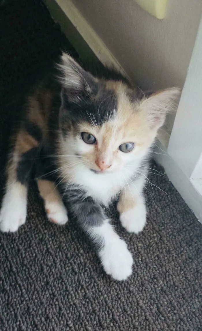 Her Name Is Angel. Adopted From The Shelter. Welcome To Your Forever Home