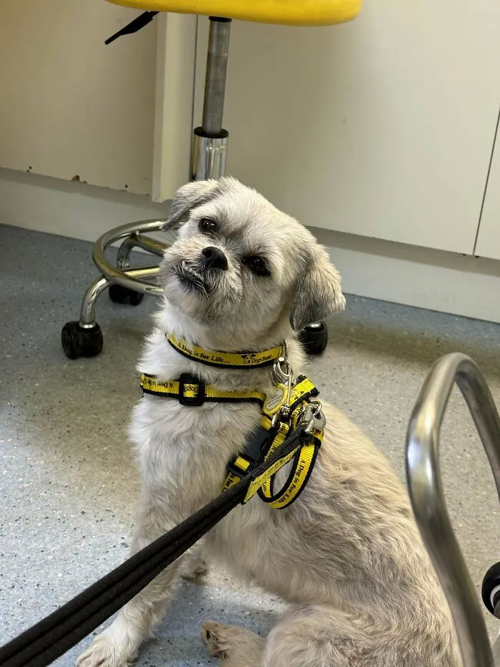We Adopted Minnie The Lhasa Apso And She Is Everything We’ve Been Looking For And More!!