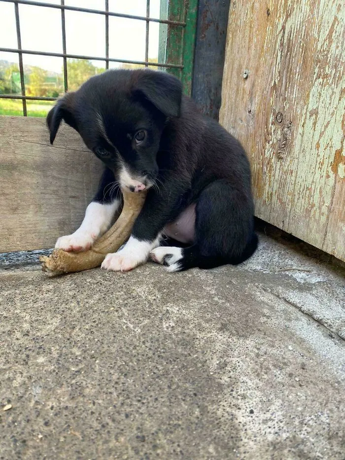 Today My Best Friend Adopted This Cutie 