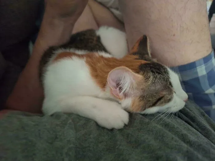 Adopted Our Foster Cat, Best Decision Ever