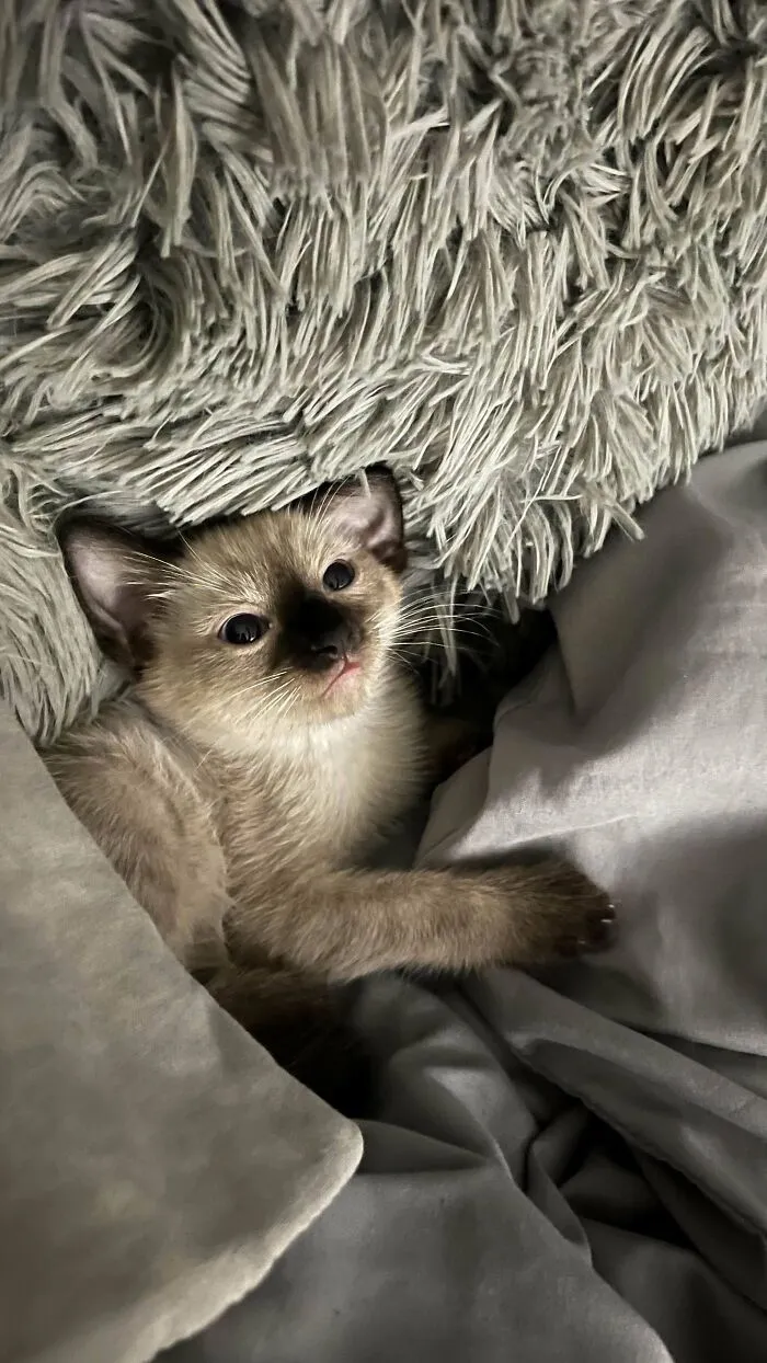 My Mother Found Her In The Trash, We Adopted Her