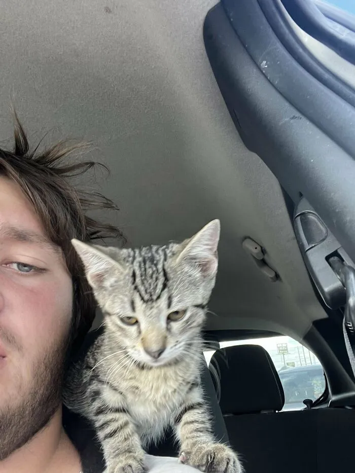 I Got Adopted By Cat Today