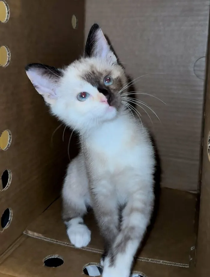 Adopted!